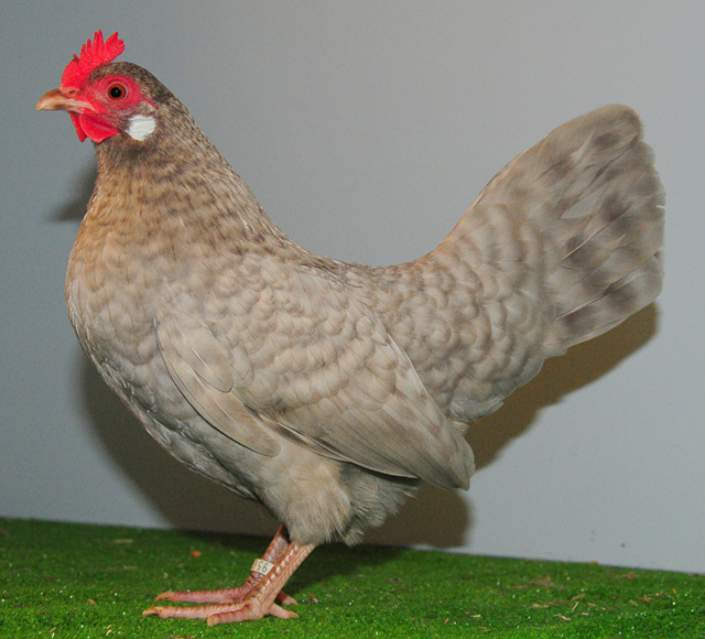 Parelgrijskoekoek hen Comb. de Vries. Foto Klaas van der Hoek.